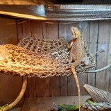 Függőágy hüllőknek