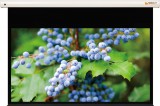 Funscreen Pro Matt White Motor 237x342 cm Format 16:10 Premium Plus SA funP.SA.161.342.MW
