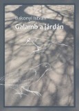 Galamb a járdán