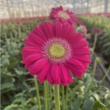 GERBERA SÖTÉT RÓZSASZÍN