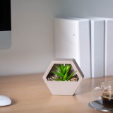 Globiz Műnövény dekoráció - fali - 13 x 12 cm - 4 féle