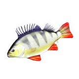 Halas Párna Baby Sügér Forma (74016-131)