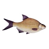Halas Párna Dévérkeszeg forma Small 70cm (74016-473)