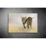 Hiúz Vászonkép 077 áv-077