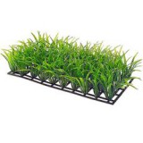 HOBBY Aquaristik Lilaeopsis brasiliensis - akváriumi növény Hobby, nagyság 4 cm