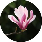 Humanity Áruház Kft Magnólia 100% illatolaj 100 ml