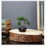 Iris E5688 Bonsai Cserepes művirág Asztali Dekoráció 10x13cm (E5688)