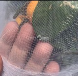 Kerti növénytakaró védőháló rovarok ellen, UV-álló és légáteresztő - 100 x 150 cm