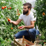 Kiskert mester leszek