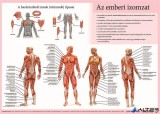 Könyökalátét, kétoldalas, A3, STIEFEL 'Az emberi vázizomzat / érzékszervek'