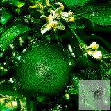 Kubeba 100% tisztaságú, természetes illóolaj 100 ml