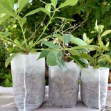 Leziter Lookgrow tasakok palántáknak