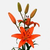 Liliom - Trezor - Narancssárga