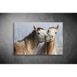 Lovak Vászonkép 007 áv-007