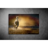 Lovak Vászonkép 009 áv-009