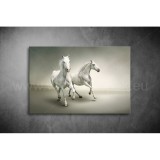 Lovak Vászonkép 013 áv-013