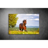 Lovak Vászonkép 037 áv-037