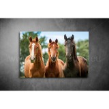 Lovak Vászonkép 038 áv-038