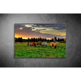 Lovak Vászonkép 055 áv-055