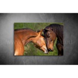 Lovak Vászonkép 081 áv-081