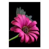 Magic Toys Gyémántszemes kirakó: Gerbera gyémántfestő szett 10x15cm
