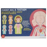 Magyar Gyártó Ismerd meg a tested oktatójáték - D-Toys