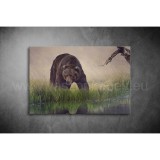 Medve Vászonkép 033 áv-033