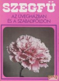 Mezőgazdasági Szegfű az üvegházban és a szabadföldön