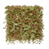 Mirpol Jiaogulan műanyag zöldfal 50x50 cm