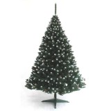 Mkerix Ezüstfenyő fehér tobozzal – több méretben rendelhető