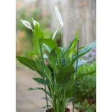 Nature fém virágtámasz műanyag bevonattal, 60cmx7mm+3db gyűrű (6040340)