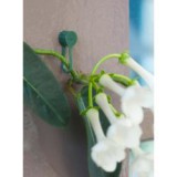 Nature futónövény rögzítő 15mm, 15 db-os szett (6040423)