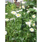 Nature műanyag növénytámasz, kerek, 15 cm (6040311)