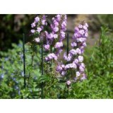 Nature műanyag virágtámasz 150cm, 11mm (6040123)