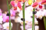 NATURE orchidea rögzítő fekete, 10db-os (6040428)