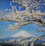 Noname 40 mini LEDes világító falikép virágos ág 40x40cm 7567