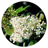 Noname Amyris illóolaj 10 ml