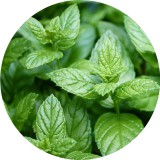 Noname Borsmenta 100% tisztaságú, természetes illóolaj 1 liter