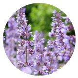 Noname Catnip illóolaj – Illatos Macskamenta Illóolaj 10 ml
