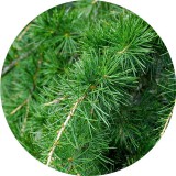 Noname Cédrus 100% tisztaságú, természetes illóolaj