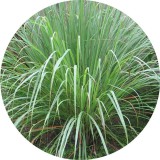 Noname Citromfű cohin 100% tisztaságú, természetes illóolaj 100 ml