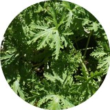 Noname Citronella 100% tisztaságú, természetes illóolaj 100 ml