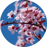 Noname Cseresznyevirág illatolaj 100 ml