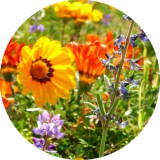 Noname Floral Beauty Allergénmentes illatolaj 100 ml