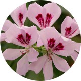 Noname Geránium 100% tisztaságú, természetes illóolaj  1 liter