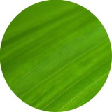 Noname Green Dream 100% illatolaj 100 ml