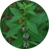 Noname Japán Menta 100% tisztaságú, természetes illóolaj 50 ml