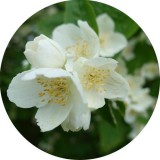 Noname Jázmin 100% illatolaj 100 ml