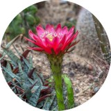 Noname Kaktuszvirág illatolaj 100 ml