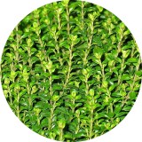 Noname Kakukkfű 100% tisztaságú, természetes illóolaj